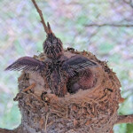 Summer 12 days old doing flappies - June 10th Summer 12 days old doing flappies - June 10th