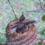 Summer 11 days old doing flappies - June 9th Summer 11 days old doing flappies - June 9th