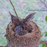 Summer 13 days old doing flappies - June 11th Summer 13 days old doing flappies - June 11th