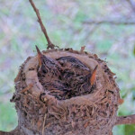 Summer 13 days old left and Brook 11 days old right - June 11th Summer 13 days old left and Brook 11 days old right - June 11th