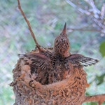 Summer 14 days old doing flappies - June 12th Summer 14 days old doing flappies - June 12th