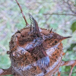 Summer 15 days old doing flappies - June 13th Summer 15 days old doing flappies - June 13th