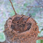 Summer 16 days old left and Brook 14 days old right - June 14th Summer 16 days old left and Brook 14 days old right - June 14th