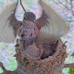 Summer 21 days old doing flappies - June 19th Summer 21 days old doing flappies - June 19th