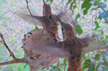 Summer 24 days old fledges the nest at 7:54 AM - June 22nd