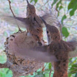 Summer 24 days old fledges the nest at 7:54 AM - June 22nd Summer 24 days old fledges the nest at 7:54 AM - June 22nd