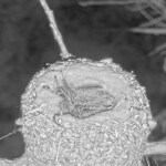 Summer 9 and Brook 7, first night alone on the nest - June 7th Summer 9 and Brook 7, first night alone on the nest - June 7th