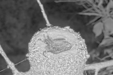 Summer 9 and Brook 7, first night alone on the nest - June 7th