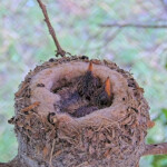Summer 9 days old left and Brook 7 days old right - June 7th Summer 9 days old left and Brook 7 days old right - June 7th