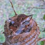 Summer back 17 and Brook front 15 days old - June 15th Summer back 17 and Brook front 15 days old - June 15th