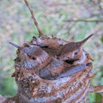 Summer on the left 20 and Brook on the right 18 days old - June 18th Summer on the left 20 and Brook on the right 18 days old - June 18th