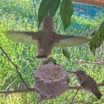 Sunny 24 days old first flight - April 2nd