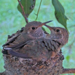 Sunny Left Skye right 23 days old - March 30th