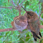 Sunny and Skye cuddling on a branch - April 2nd