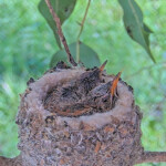 Sunny back 11 and Skye front 13 days old - March 20th