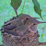 Sunny back 21, Skye front 23 days old - March 30th