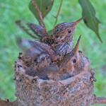 Sunny back doing flappies 16 days old - March 25th