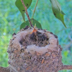 Sunny on the left and Skye on the right 10 and 12 days old - March 19th
