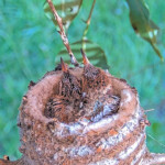 Sunny on the left and Skye on the right 13 and 15 days old - March 22nd