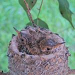 Sunny on the left and Skye on the right 14 and 16 days old - March 23rd