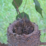 Sunny on the left and Skye on the right 15 and 17 days old - March 24th