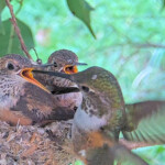 Tease feeding Dusk 24 days old February 1st_