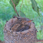 They are starting to do the two headed bird - March 22nd