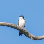 Tree Swallow
