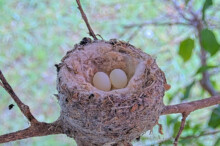 Two eggs 9:00 AM - May 15th