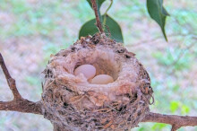 Two eggs December 24th