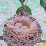 Two eggs December 24th