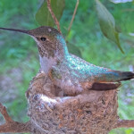 Unseasonably warm. Olive shades the eggs and leaves room for air flow - February 23rd