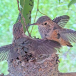 Chicks doing flappies 20 and 22 days old - March 29th