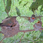 Olive Play fighting with the chicks- April 3rd