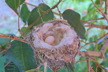 We See the first egg - February 7th 7:00 AM