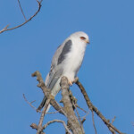 White-tailed Kite