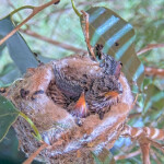 Willow 12 days old show her wings - April 29th
