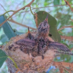 Willow 13 days old show her wings - April 30th