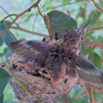 Willow 17 days doing wing exercises - May 4th