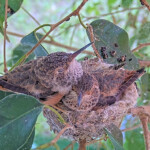 Willow 23 and Jasper right 22 days old - May 10th