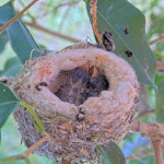 Willow Left 5 days old, Jasper Right 4 days old - April 22nd