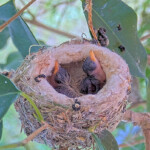 Willow Left 5 days old, Willow Right 4 days old - April 22nd
