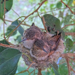 Willow back and Jasper front 24 and 23 days old - May 11th