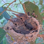 Willow front and Jasper back 18 and 17 days old - May 5th