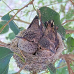 Willow left and Jasper right 22 and 21 days old - May 9th