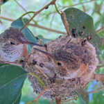 Willow on a branch 22 days old - May 9th
