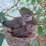 Willow top and Jasper bottom 22 and 21 days old - May 9th