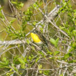 Yellow-breasted Chat
