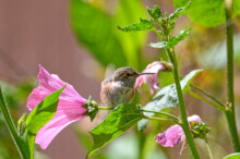 One of the chicks in the butterfly garden