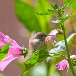 One of the chicks in the butterfly garden One of the chicks in the butterfly garden